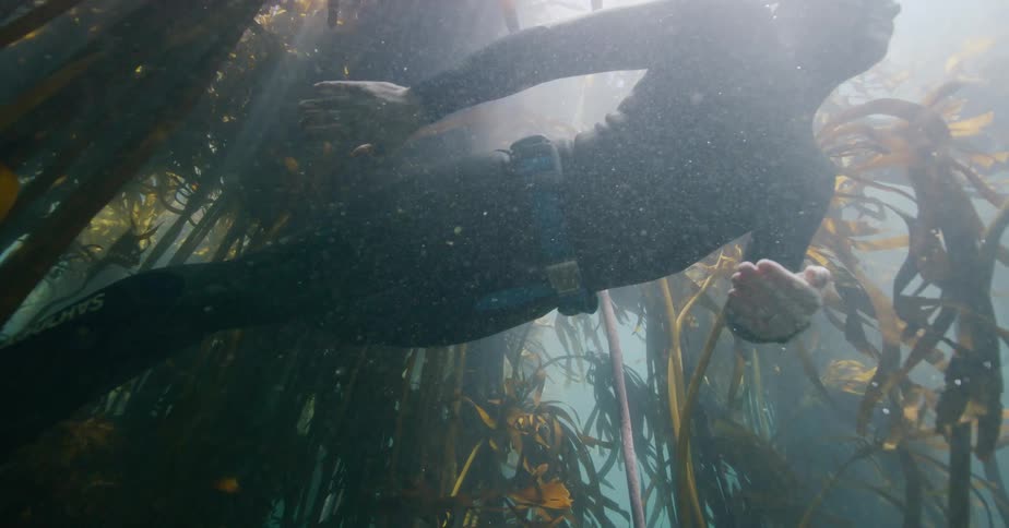A free diver gracefully swims through a dense underwater kelp forest as beautiful sunbeams shine down