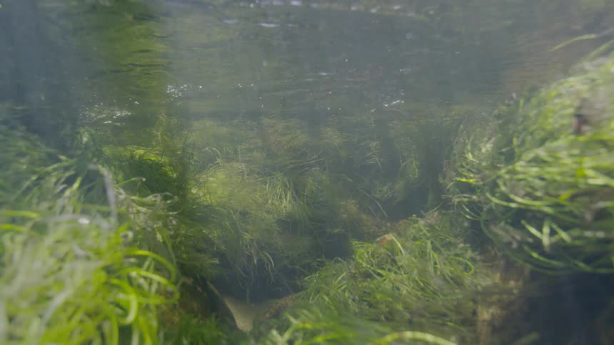 Sunlight filters through the water's surface, illuminating lush green seagrass swaying gently in the current