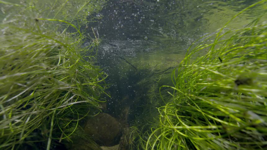 Green aquatic grass sways beneath the bubbling surface of a sunlit spring
