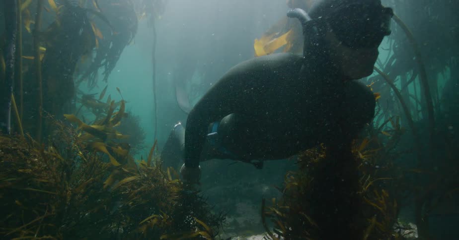 A freediver gracefully swims in slow motion through a beautiful, sunlit kelp forest surrounded by fish