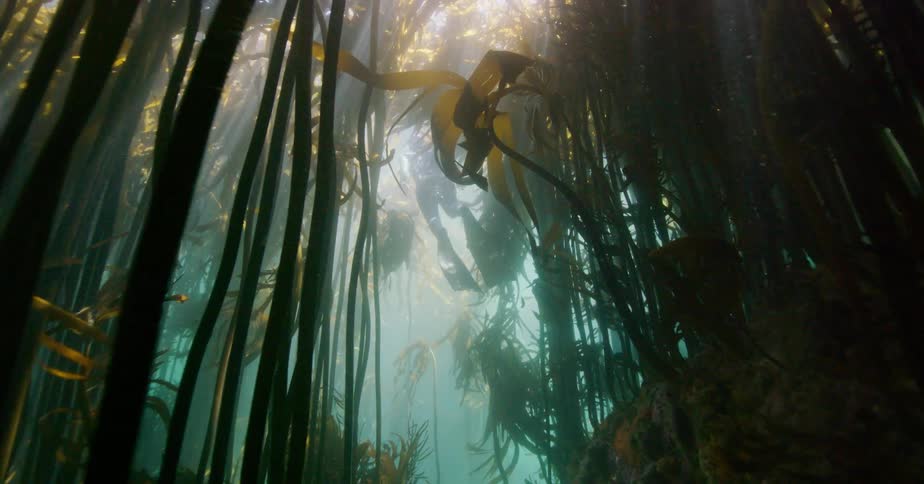An immersive underwater journey following a diver through a magical, sun-drenched kelp forest