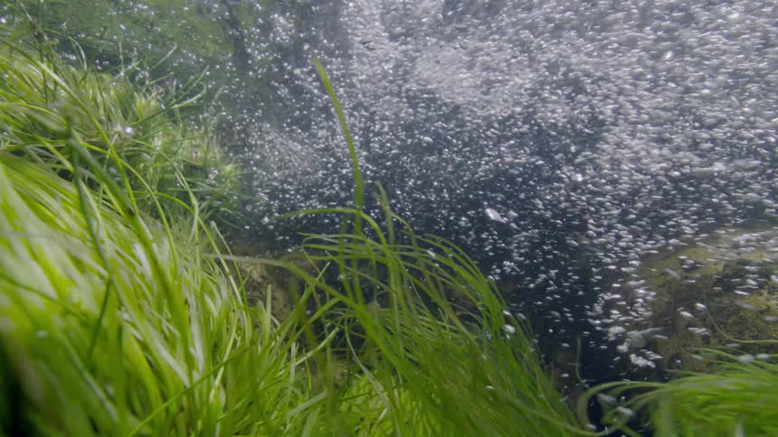 Close up underwater shot of a freshwater spring bubbling up through swaying green aquatic grass