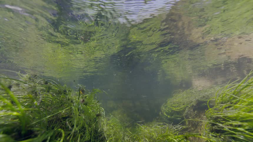 An underwater view looks up at the rippling surface of a clear stream surrounded by lush green aquatic plants