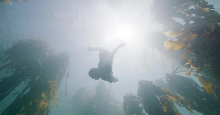 A female freediver is silhouetted by the sun as she slowly descends into the mystical depths of an underwater kelp forest