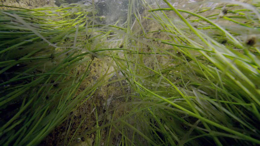 An underwater shot captures oxygen bubbles rising from a freshwater spring through vibrant green aquatic grasses