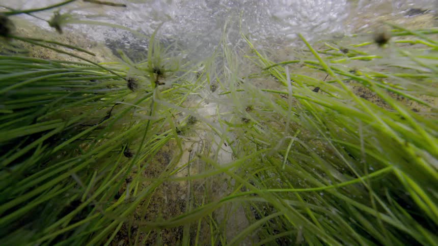 An underwater perspective captures vibrant green aquatic plants swaying in the bubbling current of a clear, fast-flowing stream