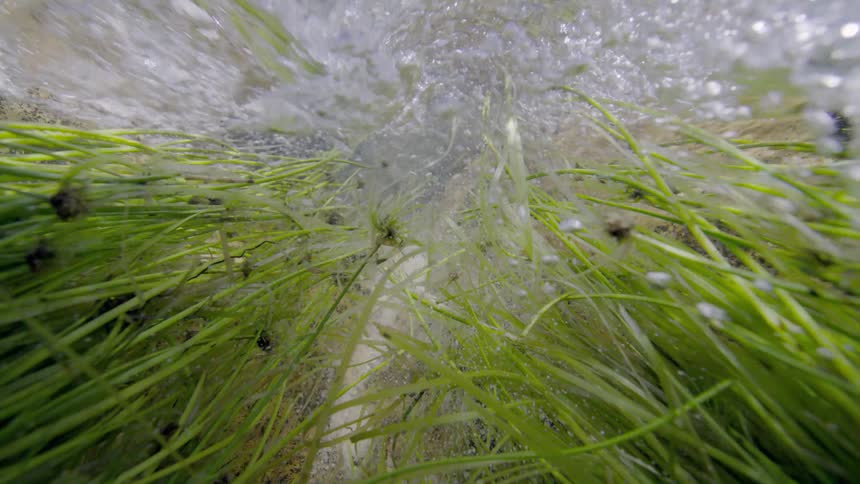 Bubbling water rushes over vibrant green reeds in a clear stream, viewed from below