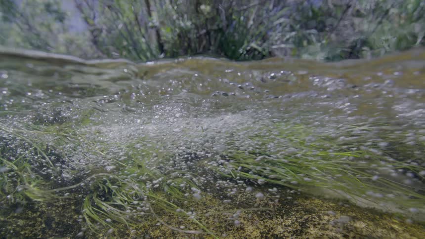 A slow-motion, split-screen view captures a clear freshwater spring with oxygen bubbles rising from vibrant green aquatic plants