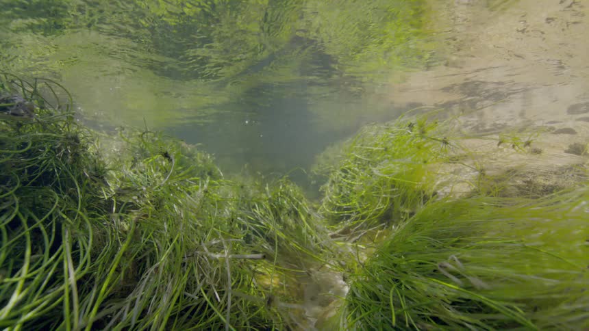 An underwater view of vibrant green river grass swaying peacefully in the gentle current of a clear stream