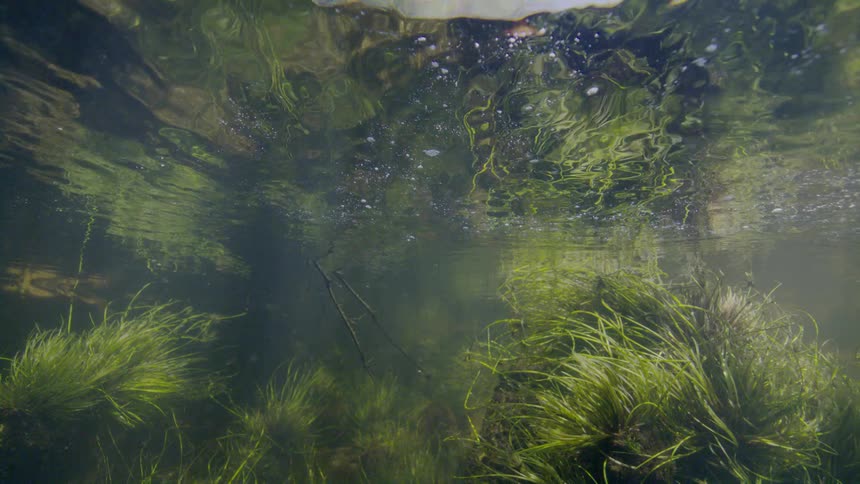 A tranquil underwater perspective reveals lush green aquatic plants beneath the shimmering, reflective surface of the water