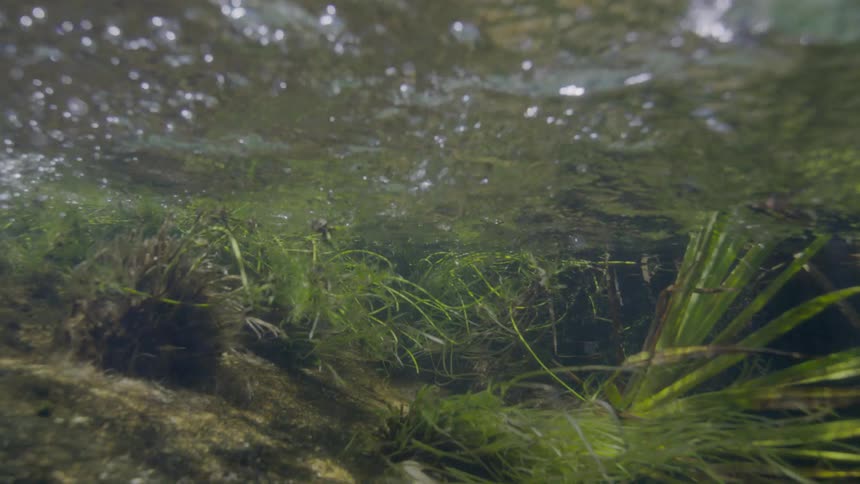 A serene underwater view of a sunlit riverbed with green plants gently swaying in the current