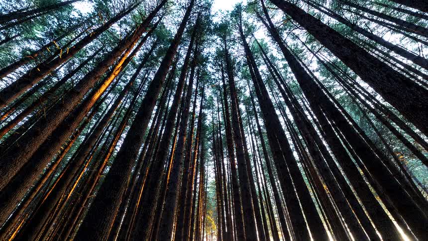 A low-angle time-lapse captures the sun setting through a dense forest of tall pine trees as the light fades into dusk