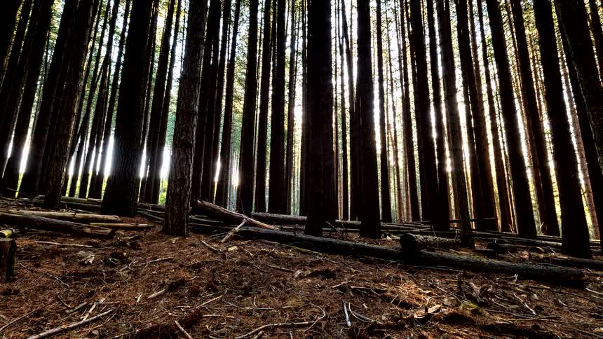 A stunning time-lapse shows the sun passing through a majestic forest, casting long, moving shadows across the ground