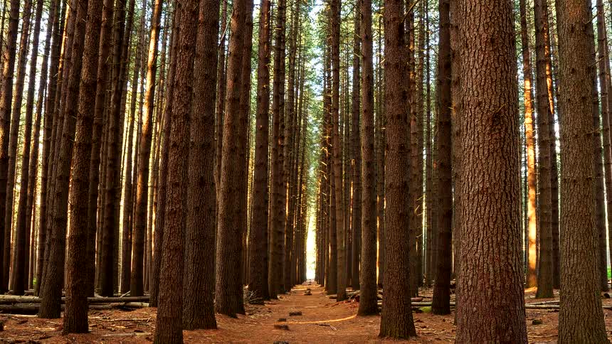 A serene, straight pathway disappears into the distance between rows of towering pine trees illuminated by golden hour sunlight