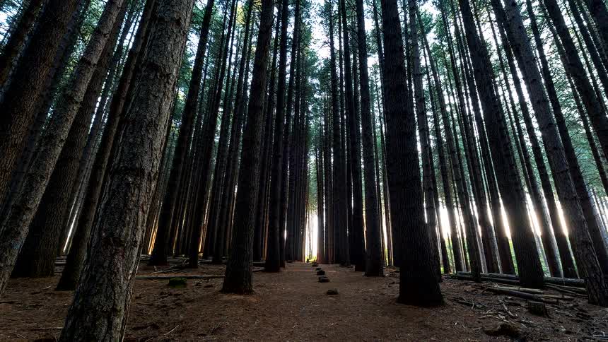 A serene timelapse shows the sun moving through a towering pine forest, creating long shadows and beams of light