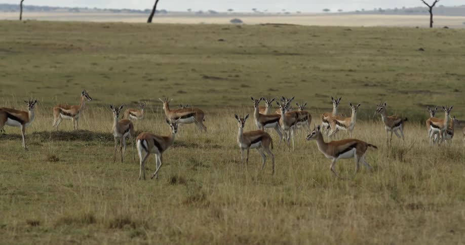 A herd of gazelles congregated in a field