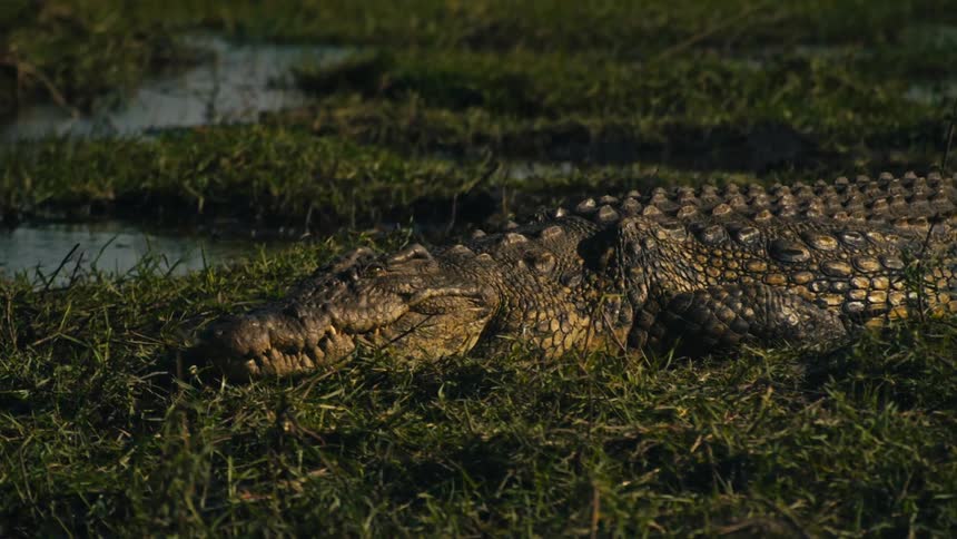 A large crocodile rests on a grassy riverbank in the warm sunlight