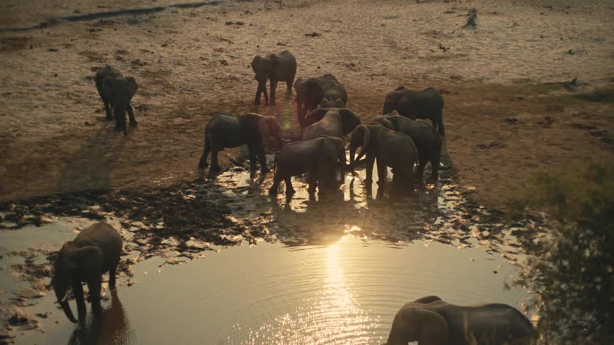 A rare pink elephant stands out among its herd as they gather to drink from a watering hole at sunset
