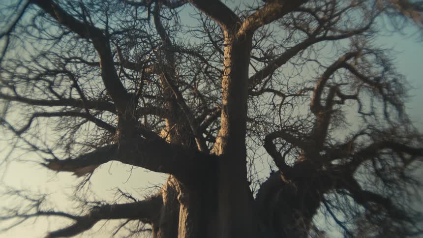 A majestic, ancient baobab tree with bare branches is revealed in a slow, dramatic tilt-up shot