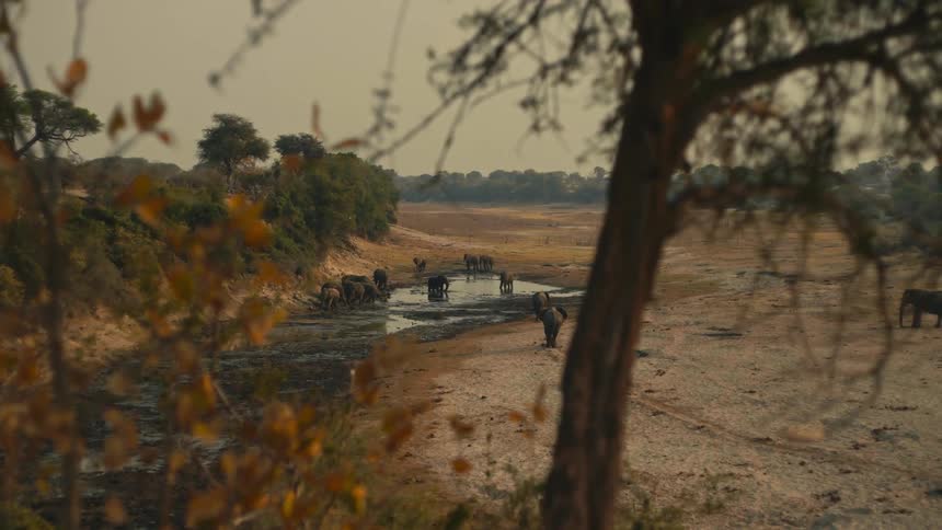 A distant view through the trees of a herd of elephants gathering at a watering hole in a dry African riverbed