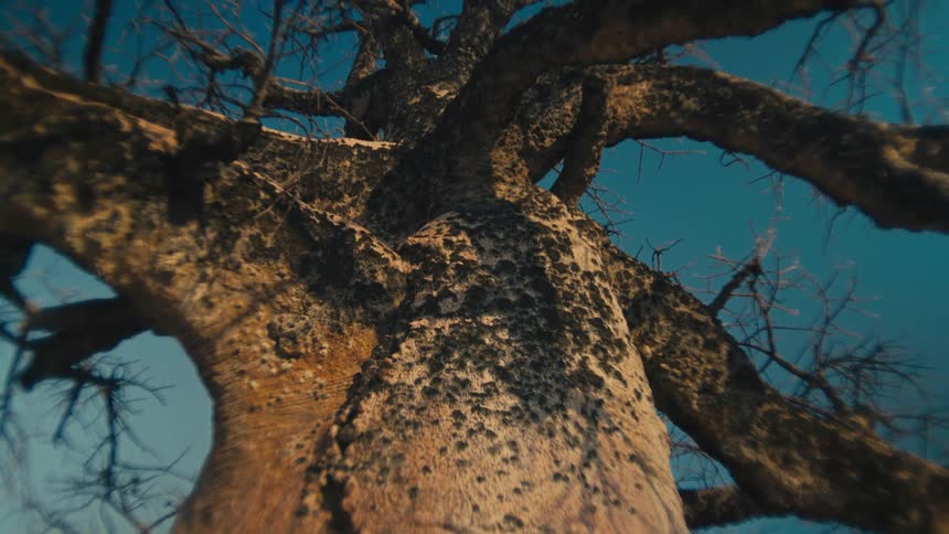 A low-angle shot slowly tilts up the massive, textured trunk of an ancient baobab tree, revealing its bare branches against a clear blue sky
