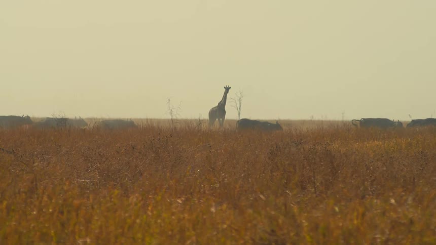 A silhouetted giraffe stands watch over a herd of cape buffalo across the hazy, golden savanna