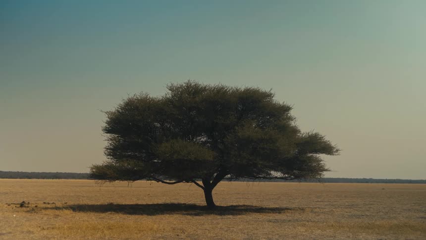 A solitary tree stands alone in the vast, arid expanse of a savanna under a clear, warm sky