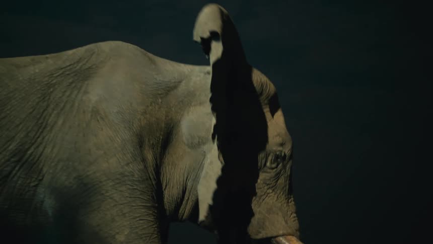 A majestic African elephant turns its head and flaps its ears in slow motion against a stark black background