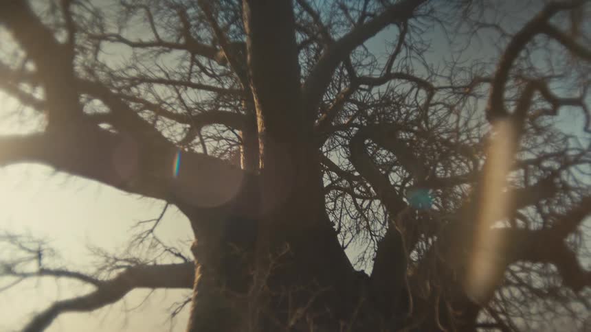 A lost astronaut's helmet rests in the branches of a giant Baobab tree as the sun flares dramatically