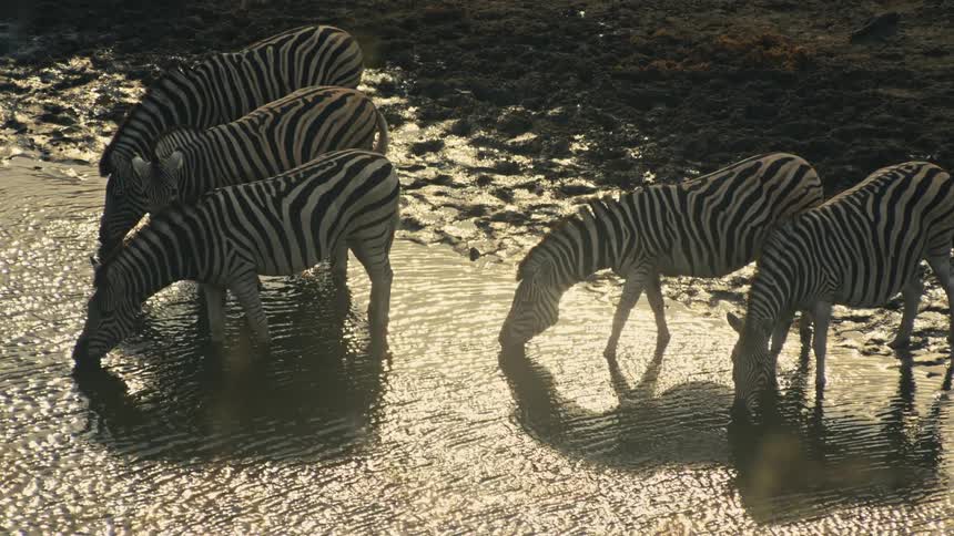 High-angle view of a herd of zebras drinking from a shimmering watering hole at golden hour