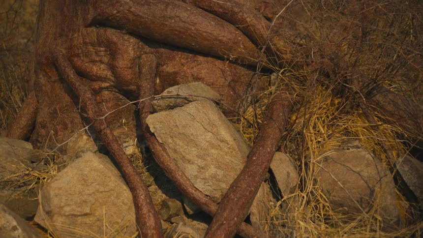 A static close-up shot shows the gnarled, powerful roots of a tree growing over and around large rocks in a dry, grassy environment