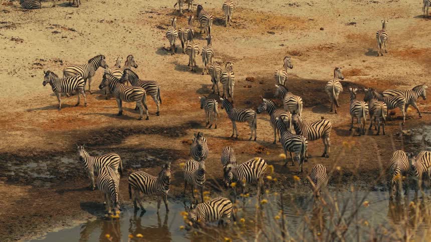 A large herd of zebras gathers at a watering hole in the dry African savanna