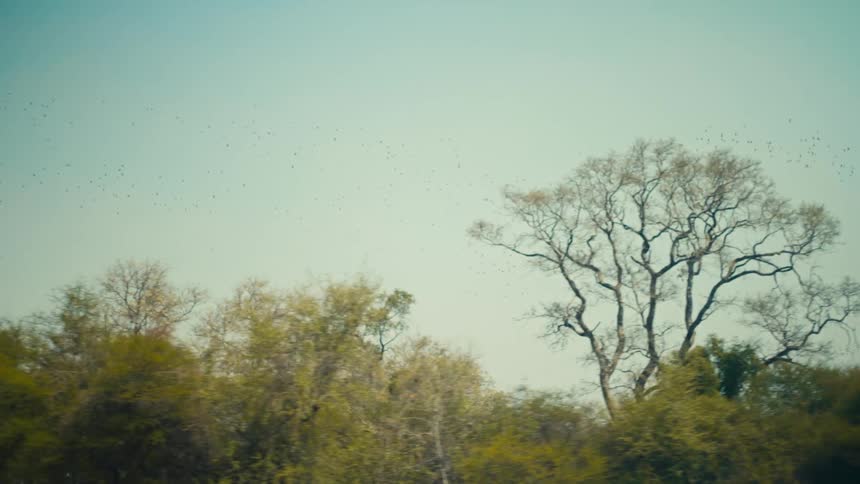 A dynamic tracking shot captures a large flock of birds flying over the diverse trees of the African savanna