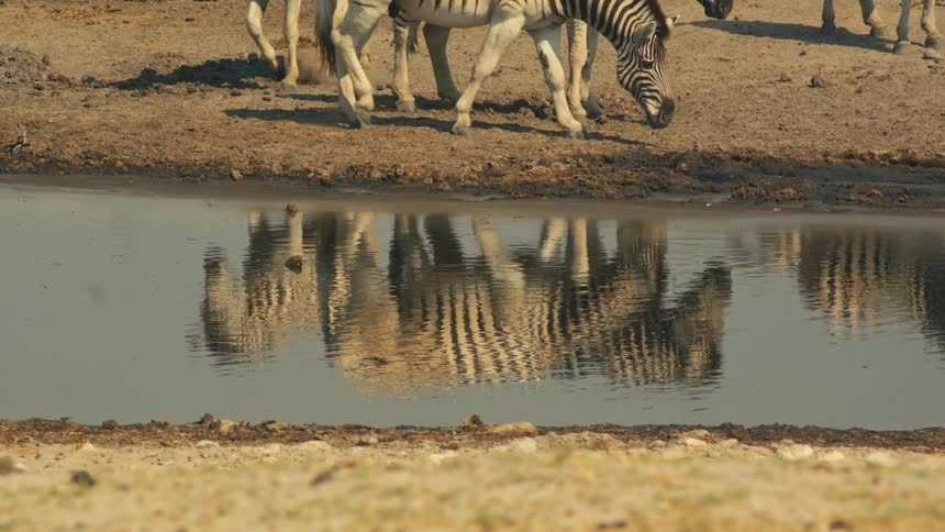 A zebra slowly approaches a watering hole to drink as its striped reflection ripples in the water with the rest of the herd