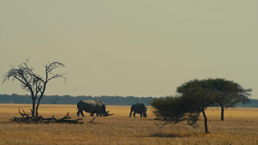 A pair of rhinoceroses graze peacefully in the vast, arid savanna of Africa