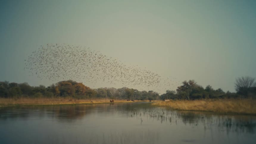 A cinematic pan follows a massive flock of birds in a murmuration as they fly over a serene African river with wildlife on the banks
