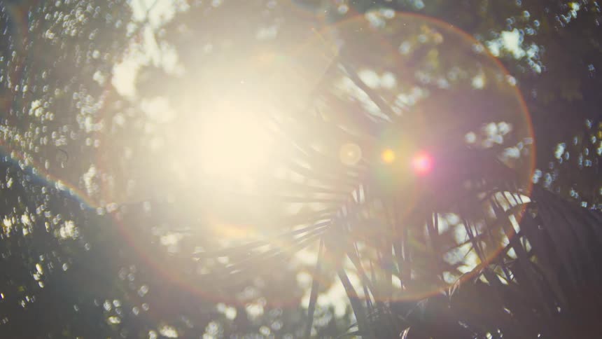 Golden hour sun shines through tropical palm leaves, creating a dreamy lens flare as dust motes float in the air