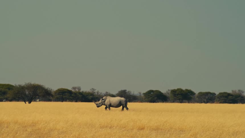 A solitary white rhinoceros slowly walks through a vast, dry golden savanna under a wide sky