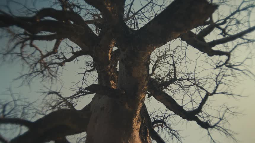 A low-angle shot looking up at the sprawling, bare branches of a majestic baobab tree at dusk