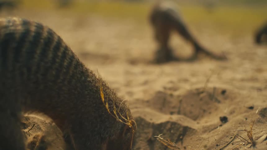 Slow motion shot of a pack of banded mongooses foraging and digging for food in the sandy soil of the savanna