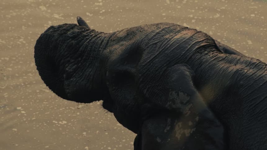 A majestic elephant drinks from a muddy watering hole in a slow-motion, high-angle close-up shot