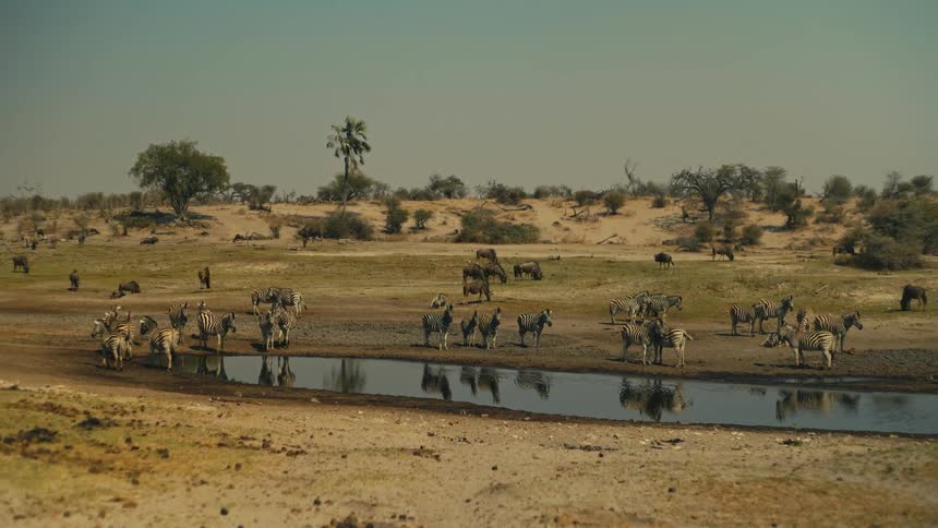 A wide shot shows herds of zebras and wildebeest gathered around a watering hole in the dry African savanna