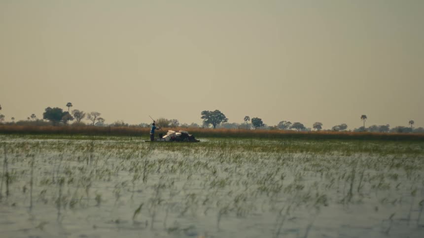 A poler navigates a traditional mokoro boat loaded with supplies across the calm, grassy waters of a vast wetland