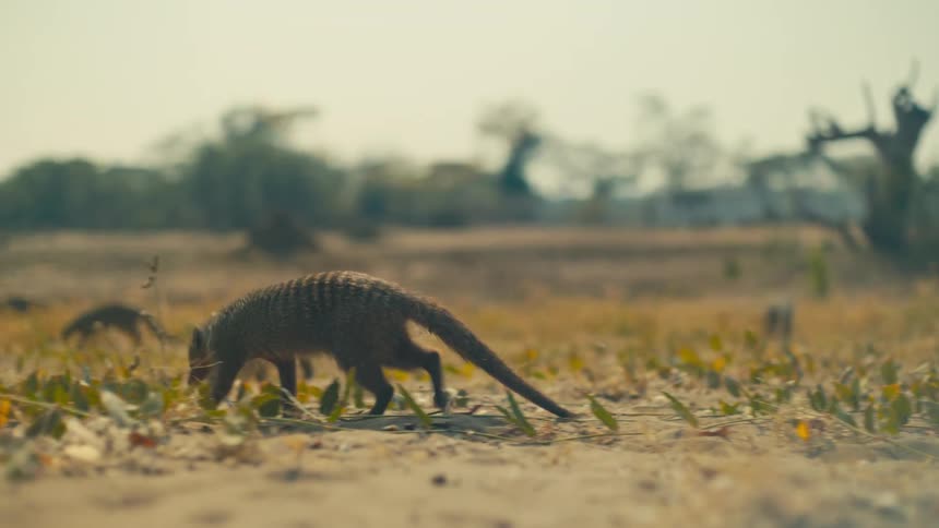 A banded mongoose walks in slow motion across a dry, sandy landscape while foraging for food in the African savanna