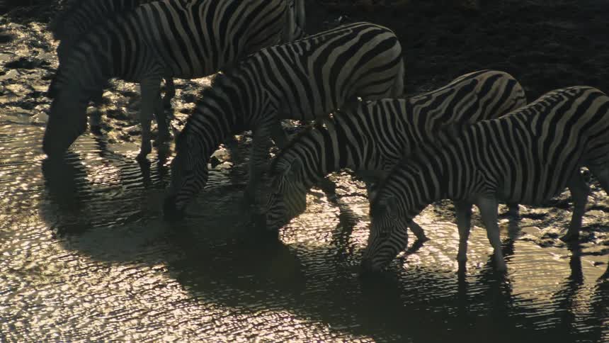 A dazzle of zebras quenches their thirst at a muddy watering hole during golden hour, their stripes highlighted by the low sun reflecting on the water