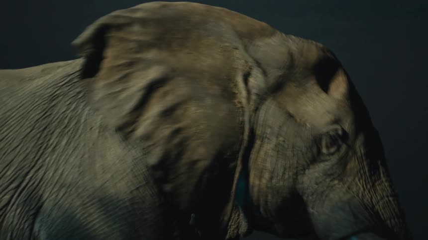 A slow, moody close-up reveals the textured skin and eye of a majestic elephant emerging from the darkness