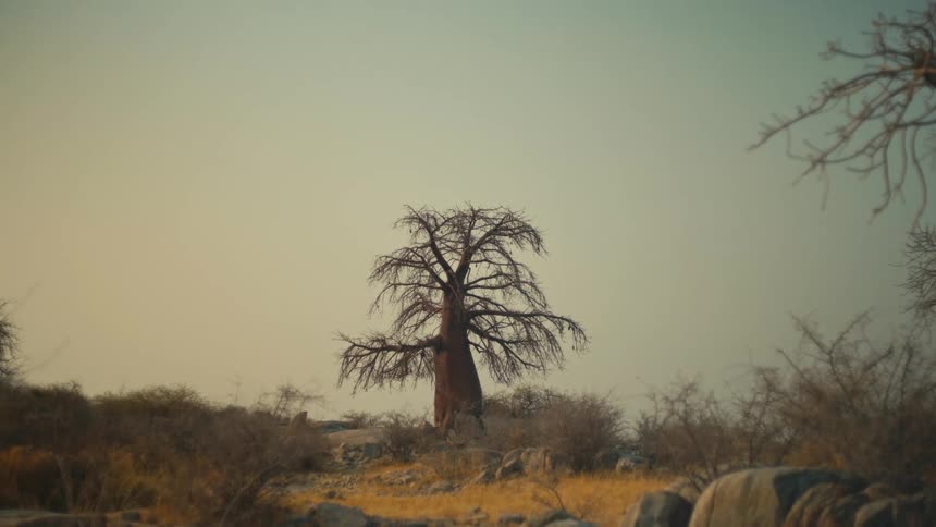 A solitary, leafless Baobab tree stands tall in the dry African landscape under a hazy sky