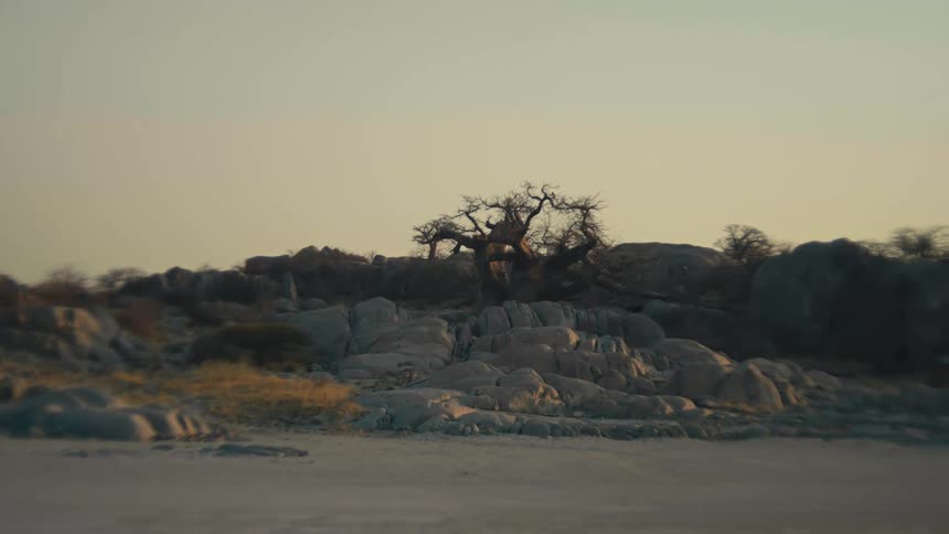 Slow cinematic tracking shot of an ancient baobab tree on a rocky hill in the African savanna at sunrise