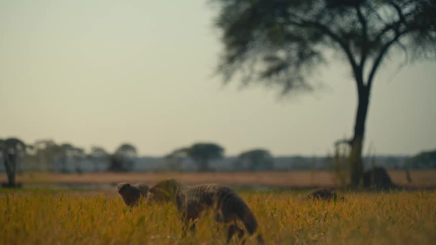 A troop of Banded Mongooses forages in the golden grass of the African savanna at sunrise