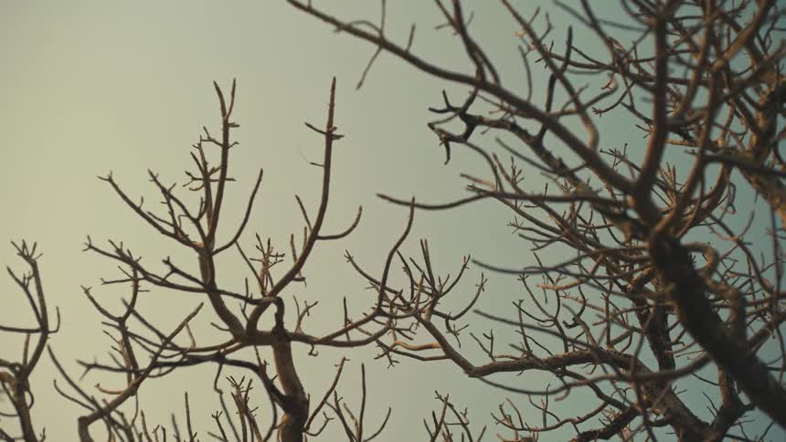 A low angle shot of bare, skeletal tree branches against a still, pale sky